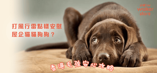 🌩️ 打風行雷點樣安慰狗狗同貓貓？【香港毛孩安心攻略】 - Slow Walker Store